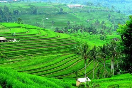 Bali Half Day Tour – Rice Terrace Bali