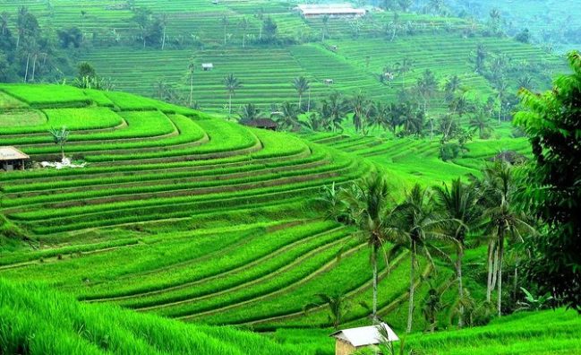 Bali Half Day Tour – Rice Terrace Bali